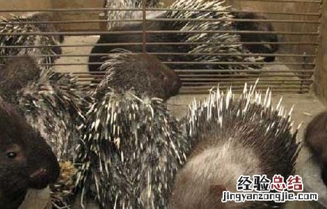 猪的急性肺炎怎么治疗 豪猪患流行性肺炎治疗方法