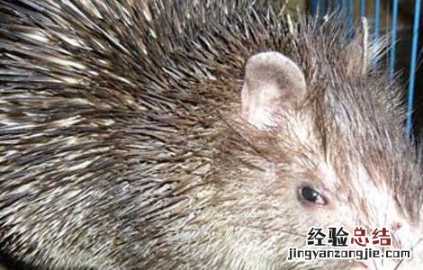 猪的急性肺炎怎么治疗 豪猪患流行性肺炎治疗方法