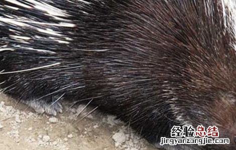 猪的急性肺炎怎么治疗 豪猪患流行性肺炎治疗方法