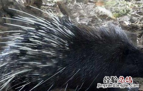豪猪养殖的饲养繁殖技术有哪些 豪猪养殖的饲养繁殖技术
