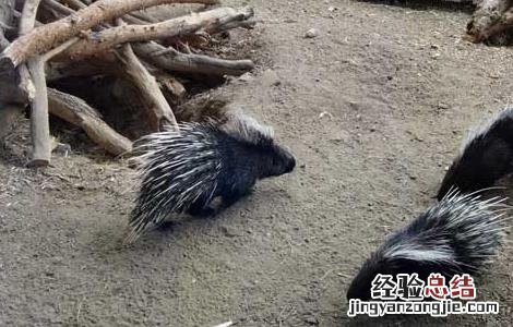 豪猪养殖的饲养繁殖技术有哪些 豪猪养殖的饲养繁殖技术
