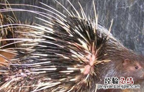 豪猪养殖的饲养繁殖技术有哪些 豪猪养殖的饲养繁殖技术