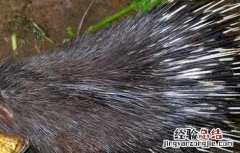 豪猪养殖的饲喂原则 豪猪养殖的饲喂原则是