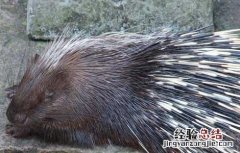乳猪腹水怎么治 豪猪腹水的防治方法
