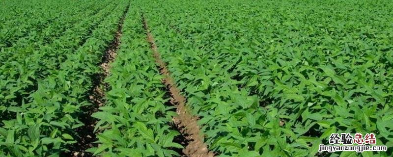 农杆菌转化法为什么不适用单子叶植物,农杆菌转化法的优点
