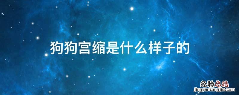 狗狗宫缩是什么样子的 狗狗宫缩是什么症状
