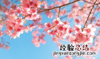 樱花草花语及传说故事 樱花草的花语和传说