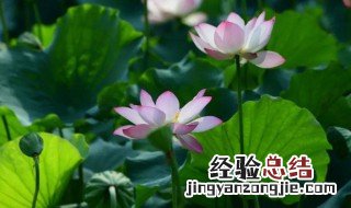 莲组词 莲的组词有哪些