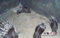 母豪猪发情的鉴定方法是 母豪猪发情的鉴定方法
