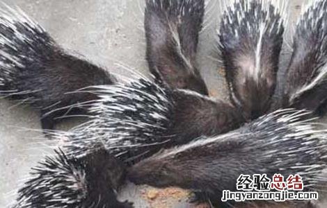 母豪猪发情的鉴定方法是 母豪猪发情的鉴定方法