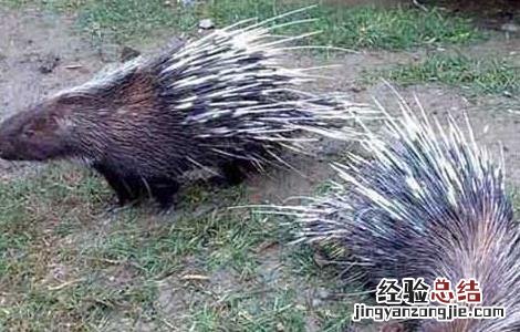 散养猪怎样喂食 豪猪半散放饲养技术
