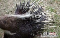 散养猪怎样喂食 豪猪半散放饲养技术