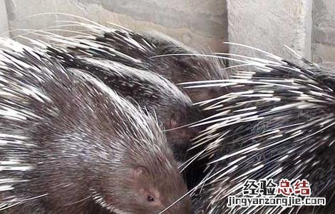 豪猪养殖注意事项 豪猪养殖注意事项和禁忌