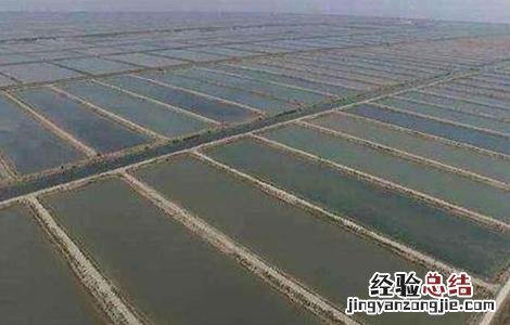 基围虾养殖注意事项 基围虾的饲养管理