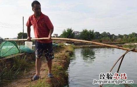基围虾养殖注意事项 基围虾的饲养管理