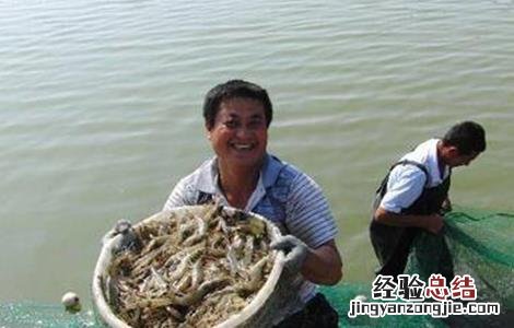 基围虾养殖注意事项 基围虾的饲养管理