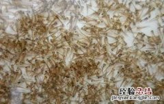 基围虾养殖注意事项 基围虾的饲养管理
