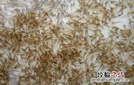 基围虾养殖注意事项 基围虾的饲养管理