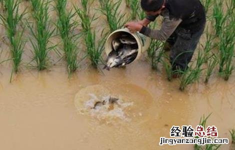 稻田养虾技术规程 稻田养殖基围虾注意事项
