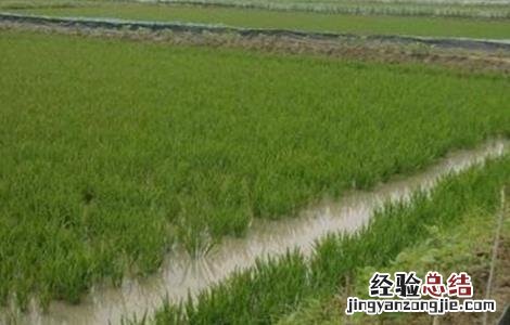 稻田养殖对虾技术 基围虾稻田养殖技术