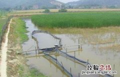 稻田养殖对虾技术 基围虾稻田养殖技术