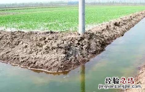 稻田养殖对虾技术 基围虾稻田养殖技术