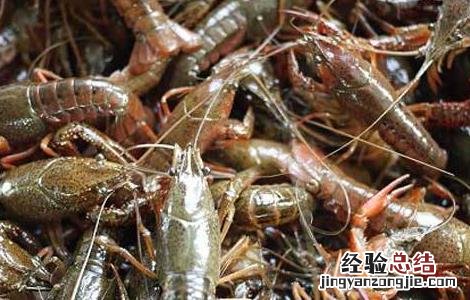 如何提高小龙虾养殖成活率 小龙虾怎么养殖产量高