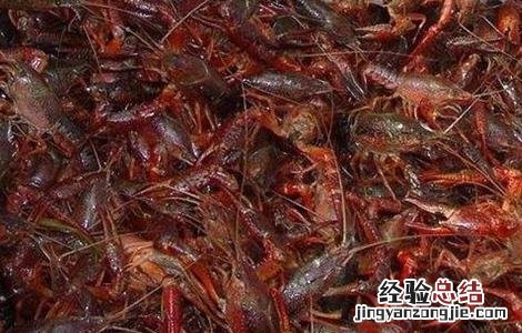 如何提高小龙虾养殖成活率 小龙虾怎么养殖产量高