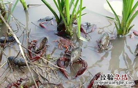 如何提高小龙虾养殖成活率 小龙虾怎么养殖产量高