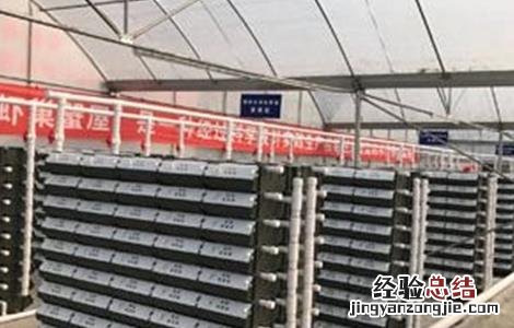 室内养殖小龙虾技术培训 室内养殖小龙虾技术