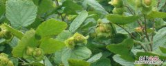 农杆菌转化法酚类物质的作用，农杆菌转化法适用于什么植物