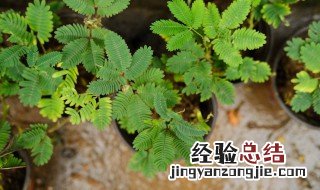 含羞草的美丽传说 含羞草花语与传说故事