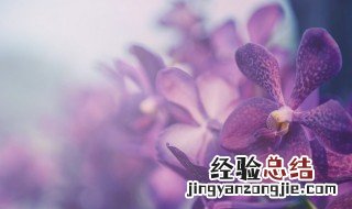 有关梅花的传说 梅兰花的传说