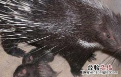 纯种猪的育种指标 豪猪种苗的优劣评定参考标准
