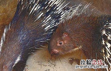 纯种猪的育种指标 豪猪种苗的优劣评定参考标准