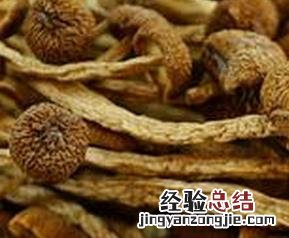 茶树菇的功效与作用 茶树菇的功效与作用禁忌