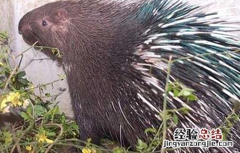 冬季豪猪养殖场的保暖措施 冬季豪猪养殖场的保暖措施有哪些