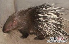 冬季豪猪养殖场的保暖措施 冬季豪猪养殖场的保暖措施有哪些