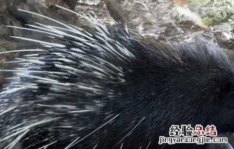 冬季豪猪养殖场的保暖措施 冬季豪猪养殖场的保暖措施有哪些