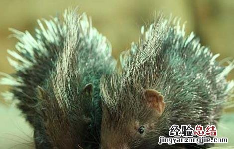 豪猪急性肺炎的防治方法是什么 豪猪急性肺炎的防治方法
