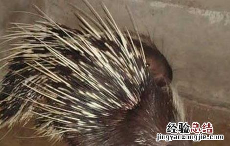 豪猪急性肺炎的防治方法是什么 豪猪急性肺炎的防治方法