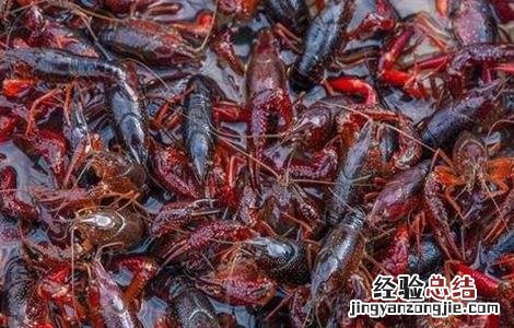 小龙虾养殖技术 小龙虾养殖技术大全视频教程