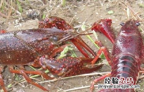 小龙虾养殖技术 小龙虾养殖技术大全视频教程
