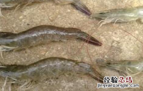 虾偷死的治疗方法 如何预防对虾偷死病