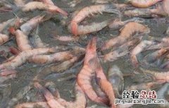 虾偷死的治疗方法 如何预防对虾偷死病
