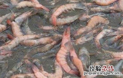 虾偷死的治疗方法 如何预防对虾偷死病