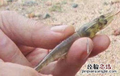 龙虾软壳病怎么治 对虾软壳病的防治方法