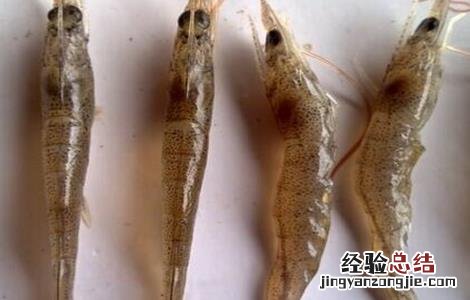 龙虾软壳病怎么治 对虾软壳病的防治方法