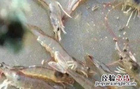 龙虾软壳病怎么治 对虾软壳病的防治方法