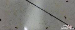 墙上发霉出现很多小虫子怎么除去它 墙上发霉出现很多小虫子怎么除去